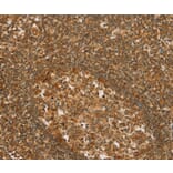 Immunohistochemistry - SLC6A3 Antibody from Signalway Antibody (36823) - Antibodies.com