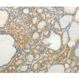 Immunohistochemistry - SLC9A3 Antibody from Signalway Antibody (36875) - Antibodies.com