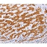 Immunohistochemistry - CLDN10 Antibody from Signalway Antibody (36892) - Antibodies.com