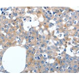 Immunohistochemistry - LILRB3 Antibody from Signalway Antibody (36936) - Antibodies.com
