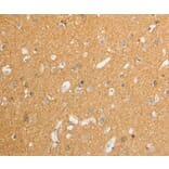 Immunohistochemistry - ATP1A1 Antibody from Signalway Antibody (36978) - Antibodies.com