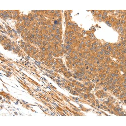 Immunohistochemistry - DOPEY1 Antibody from Signalway Antibody (37064) - Antibodies.com