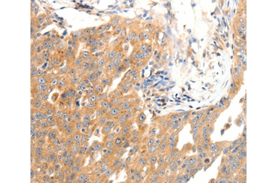 Immunohistochemistry - DOPEY1 Antibody from Signalway Antibody (37064) - Antibodies.com