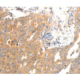 Immunohistochemistry - DOPEY1 Antibody from Signalway Antibody (37064) - Antibodies.com