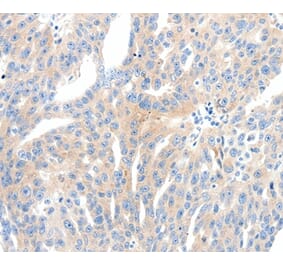Immunohistochemistry - NFATC2 Antibody from Signalway Antibody (37065) - Antibodies.com