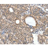 Immunohistochemistry - NFATC2 Antibody from Signalway Antibody (37065) - Antibodies.com