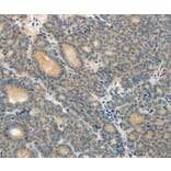 Immunohistochemistry - ABCC12 Antibody from Signalway Antibody (37072) - Antibodies.com