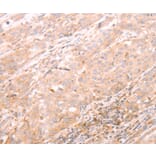 Immunohistochemistry - ALPPL2 Antibody from Signalway Antibody (37096) - Antibodies.com