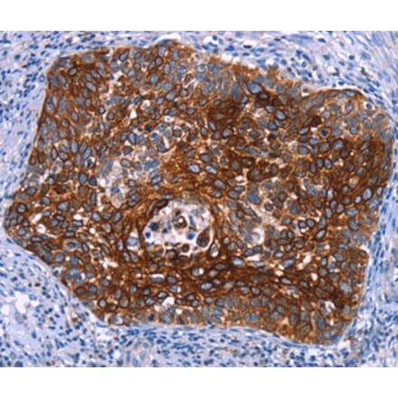 Immunohistochemistry - MAP3K2 Antibody from Signalway Antibody (37134) - Antibodies.com