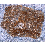 Immunohistochemistry - MAP3K2 Antibody from Signalway Antibody (37134) - Antibodies.com
