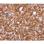 Immunohistochemistry - SLC8A2 Antibody from Signalway Antibody (37177) - Antibodies.com