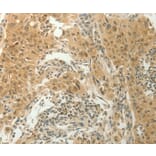 Immunohistochemistry - SLC8A3 Antibody from Signalway Antibody (37178) - Antibodies.com