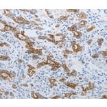 Immunohistochemistry - TMEM8B Antibody from Signalway Antibody (37186) - Antibodies.com