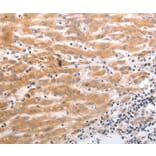 Immunohistochemistry - HCRTR1 Antibody from Signalway Antibody (37203) - Antibodies.com