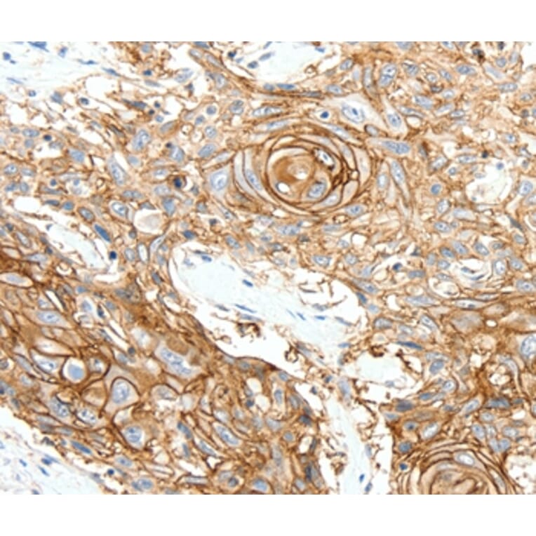 Immunohistochemistry - SCN10A Antibody from Signalway Antibody (37234) - Antibodies.com