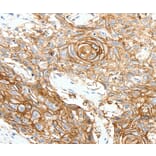 Immunohistochemistry - SCN10A Antibody from Signalway Antibody (37234) - Antibodies.com