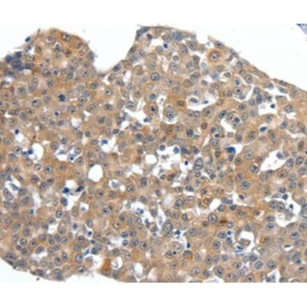 Immunohistochemistry - SCN11A Antibody from Signalway Antibody (37235) - Antibodies.com