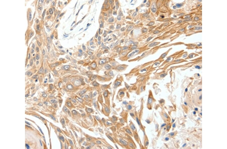 Immunohistochemistry - SCN11A Antibody from Signalway Antibody (37235) - Antibodies.com
