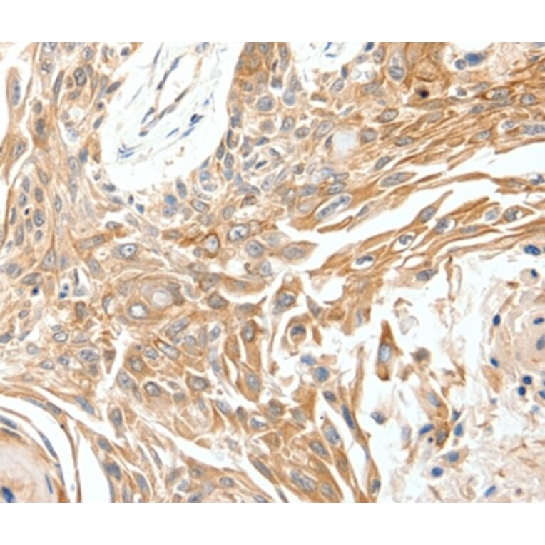 Immunohistochemistry - SCN11A Antibody from Signalway Antibody (37235) - Antibodies.com