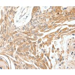 Immunohistochemistry - SCN11A Antibody from Signalway Antibody (37235) - Antibodies.com