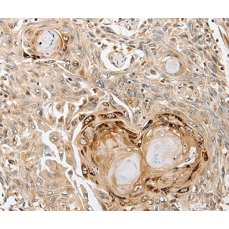 Immunohistochemistry - SLC1A7 Antibody from Signalway Antibody (37242) - Antibodies.com