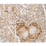 Immunohistochemistry - SLC1A7 Antibody from Signalway Antibody (37242) - Antibodies.com