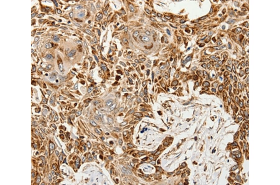 Immunohistochemistry - SLC9A7 Antibody from Signalway Antibody (37247) - Antibodies.com