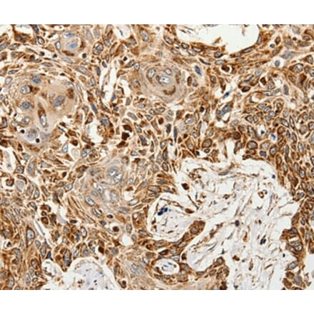 Immunohistochemistry - SLC9A7 Antibody from Signalway Antibody (37247) - Antibodies.com
