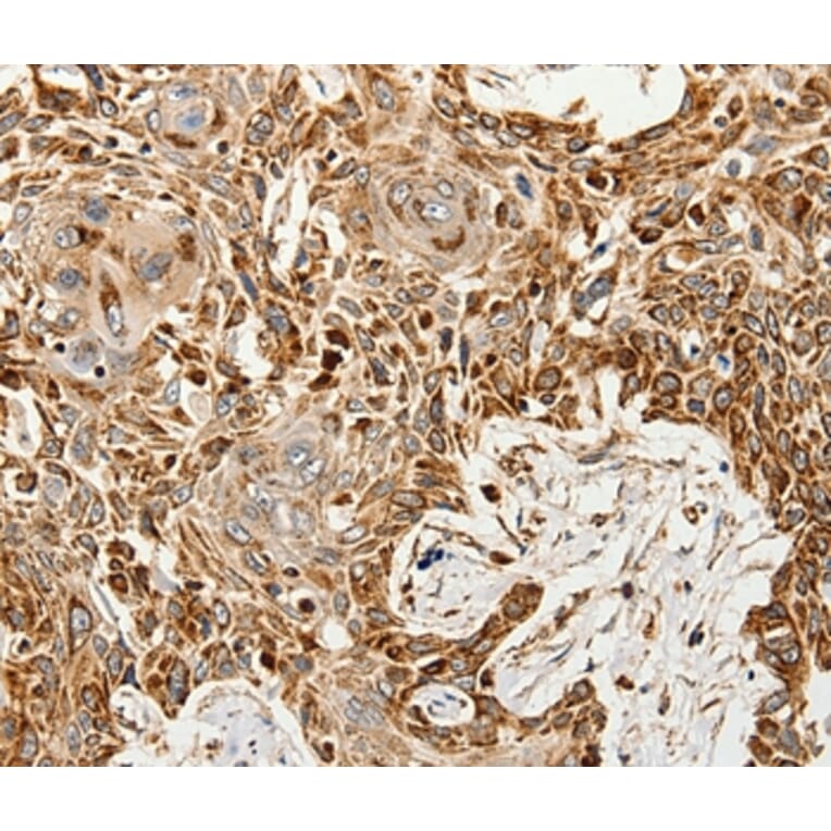 Immunohistochemistry - SLC9A7 Antibody from Signalway Antibody (37247) - Antibodies.com