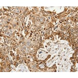 Immunohistochemistry - SLC9A7 Antibody from Signalway Antibody (37247) - Antibodies.com
