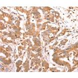 Immunohistochemistry - CELSR2 Antibody from Signalway Antibody (37302) - Antibodies.com