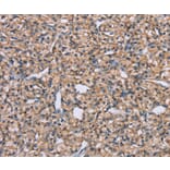 Immunohistochemistry - ADAM29 Antibody from Signalway Antibody (37312) - Antibodies.com