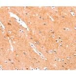 Immunohistochemistry - ANKZF1 Antibody from Signalway Antibody (37332) - Antibodies.com