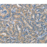 Immunohistochemistry - PIK3R4 Antibody from Signalway Antibody (37374) - Antibodies.com