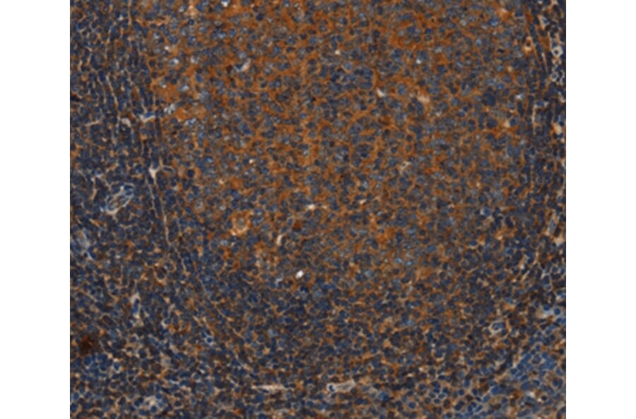 Immunohistochemistry - ANXA2R Antibody from Signalway Antibody (37434) - Antibodies.com