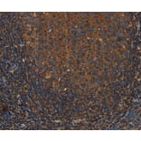 Immunohistochemistry - ANXA2R Antibody from Signalway Antibody (37434) - Antibodies.com