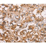 Immunohistochemistry - ANXA2R Antibody from Signalway Antibody (37434) - Antibodies.com