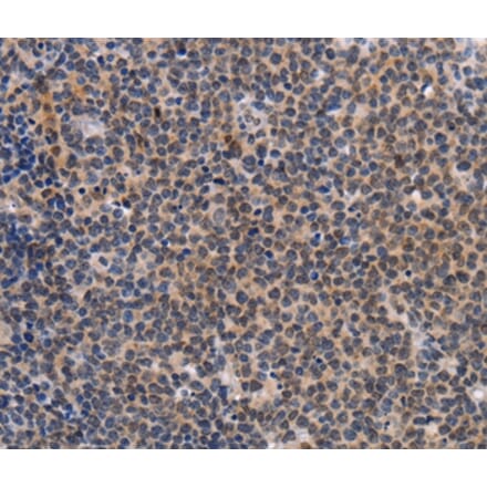 Immunohistochemistry - POU4F1 Antibody from Signalway Antibody (37447) - Antibodies.com