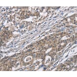 Immunohistochemistry - CACNA1 Antibody from Signalway Antibody (37452) - Antibodies.com