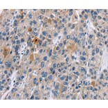 Immunohistochemistry - CACNA1 Antibody from Signalway Antibody (37452) - Antibodies.com