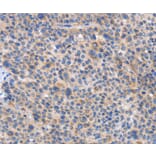 Immunohistochemistry - CARD17 Antibody from Signalway Antibody (37461) - Antibodies.com
