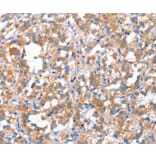 Immunohistochemistry - MT-CYB Antibody from Signalway Antibody (37517) - Antibodies.com