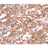 Immunohistochemistry - GABBR1 Antibody from Signalway Antibody (37582) - Antibodies.com