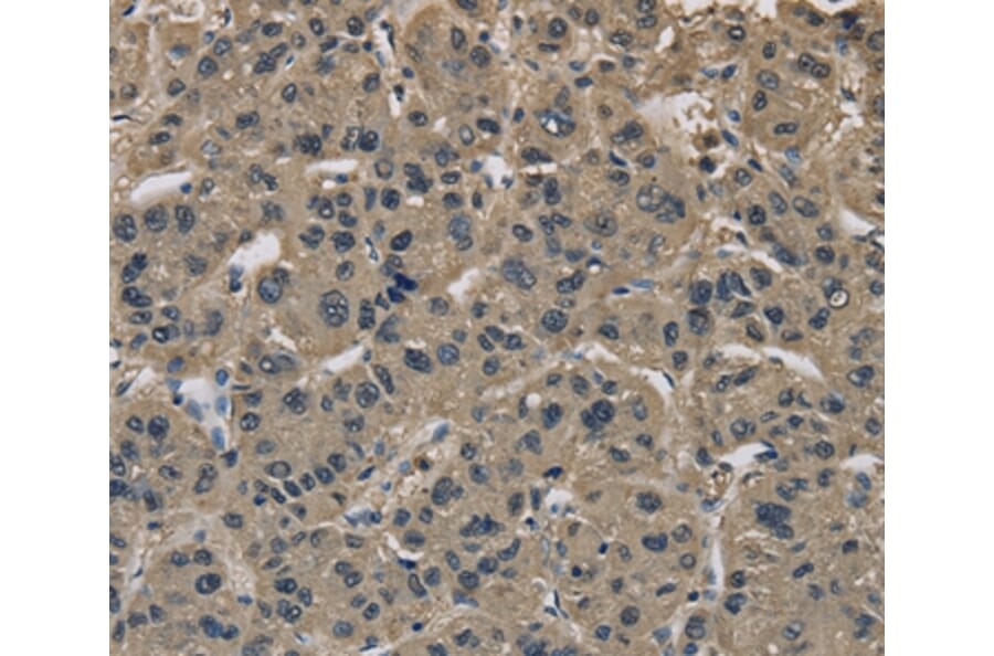 Immunohistochemistry - IMPAD1 Antibody from Signalway Antibody (37654) - Antibodies.com