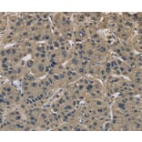 Immunohistochemistry - IMPAD1 Antibody from Signalway Antibody (37654) - Antibodies.com