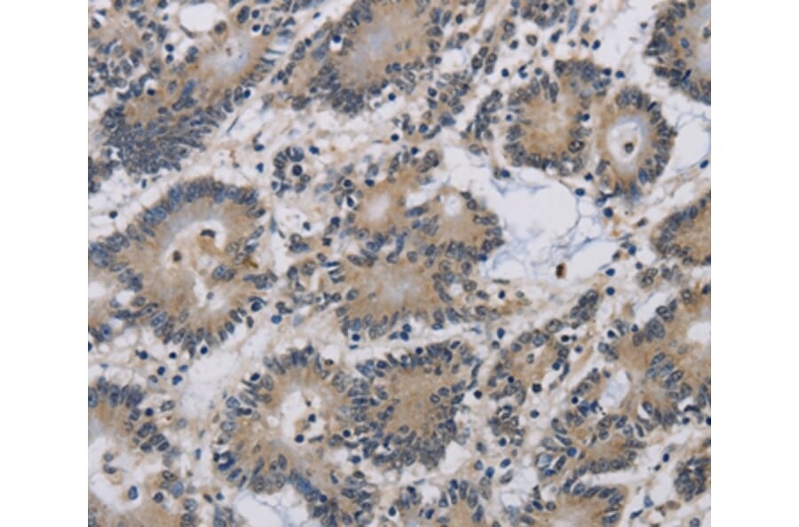 Immunohistochemistry - IMPAD1 Antibody from Signalway Antibody (37654) - Antibodies.com