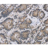 Immunohistochemistry - IMPAD1 Antibody from Signalway Antibody (37654) - Antibodies.com