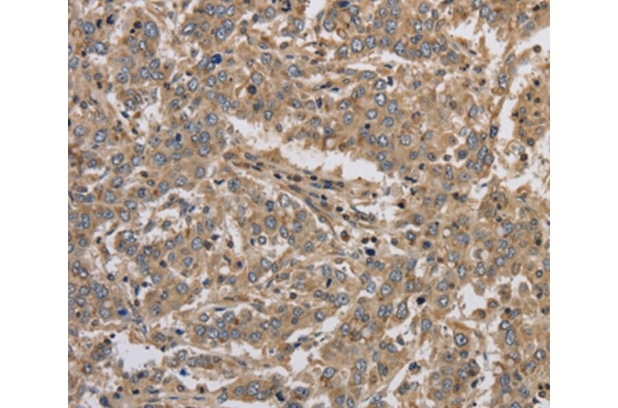 Immunohistochemistry - KCNMB3 Antibody from Signalway Antibody (37679) - Antibodies.com