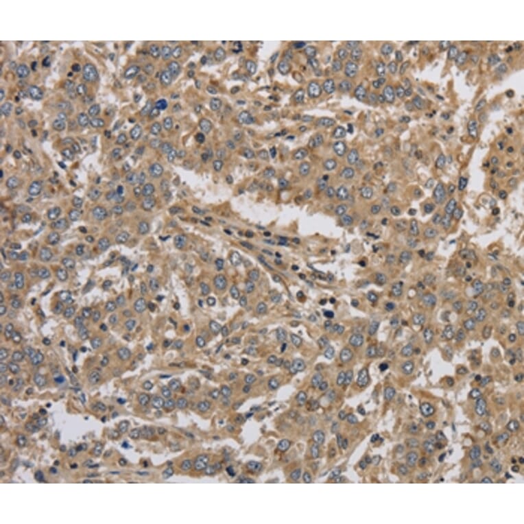 Immunohistochemistry - KCNMB3 Antibody from Signalway Antibody (37679) - Antibodies.com