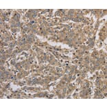 Immunohistochemistry - KCNMB3 Antibody from Signalway Antibody (37679) - Antibodies.com